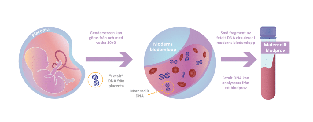 Schematisk Illustration 22